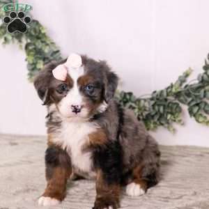 Bubbles, Bernedoodle Puppy